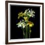 Yellow and White Daffodil Bouquet-Magda Indigo-Framed Photographic Print