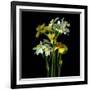 Yellow and White Daffodil Bouquet-Magda Indigo-Framed Photographic Print