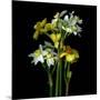 Yellow and White Daffodil Bouquet-Magda Indigo-Mounted Photographic Print