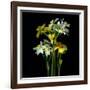 Yellow and White Daffodil Bouquet-Magda Indigo-Framed Photographic Print