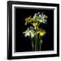 Yellow and White Daffodil Bouquet-Magda Indigo-Framed Photographic Print