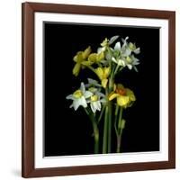 Yellow and White Daffodil Bouquet-Magda Indigo-Framed Photographic Print