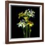 Yellow and White Daffodil Bouquet-Magda Indigo-Framed Photographic Print