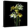 Yellow and White Daffodil Bouquet-Magda Indigo-Framed Stretched Canvas