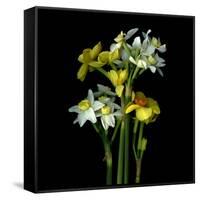 Yellow and White Daffodil Bouquet-Magda Indigo-Framed Stretched Canvas