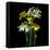 Yellow and White Daffodil Bouquet-Magda Indigo-Framed Stretched Canvas