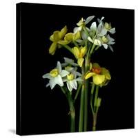 Yellow and White Daffodil Bouquet-Magda Indigo-Stretched Canvas