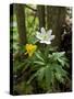 Yellow Anemone (Anemone Ranunculoides) and Wood Anemone Flowers (Anemone Nemorosa) Estonia, May-Rautiainen-Stretched Canvas