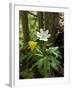 Yellow Anemone (Anemone Ranunculoides) and Wood Anemone Flowers (Anemone Nemorosa) Estonia, May-Rautiainen-Framed Photographic Print