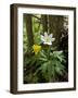 Yellow Anemone (Anemone Ranunculoides) and Wood Anemone Flowers (Anemone Nemorosa) Estonia, May-Rautiainen-Framed Photographic Print