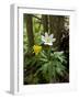 Yellow Anemone (Anemone Ranunculoides) and Wood Anemone Flowers (Anemone Nemorosa) Estonia, May-Rautiainen-Framed Photographic Print