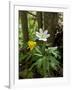 Yellow Anemone (Anemone Ranunculoides) and Wood Anemone Flowers (Anemone Nemorosa) Estonia, May-Rautiainen-Framed Photographic Print