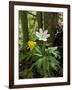 Yellow Anemone (Anemone Ranunculoides) and Wood Anemone Flowers (Anemone Nemorosa) Estonia, May-Rautiainen-Framed Photographic Print