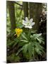 Yellow Anemone (Anemone Ranunculoides) and Wood Anemone Flowers (Anemone Nemorosa) Estonia, May-Rautiainen-Mounted Photographic Print