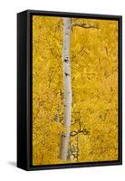 Yellow Aspen in the Fall, Uncompahgre National Forest, Colorado, Usa-James Hager-Framed Stretched Canvas