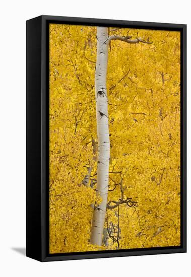 Yellow Aspen in the Fall, Uncompahgre National Forest, Colorado, Usa-James Hager-Framed Stretched Canvas