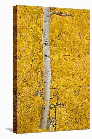 Yellow Aspen in the Fall, Uncompahgre National Forest, Colorado, Usa-James Hager-Stretched Canvas
