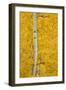 Yellow Aspen in the Fall, Uncompahgre National Forest, Colorado, Usa-James Hager-Framed Premium Photographic Print