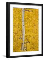 Yellow Aspen in the Fall, Uncompahgre National Forest, Colorado, Usa-James Hager-Framed Premium Photographic Print