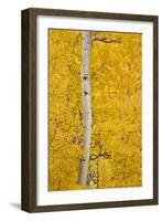 Yellow Aspen in the Fall, Uncompahgre National Forest, Colorado, Usa-James Hager-Framed Photographic Print