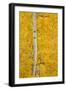Yellow Aspen in the Fall, Uncompahgre National Forest, Colorado, Usa-James Hager-Framed Photographic Print
