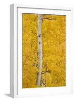 Yellow Aspen in the Fall, Uncompahgre National Forest, Colorado, Usa-James Hager-Framed Photographic Print