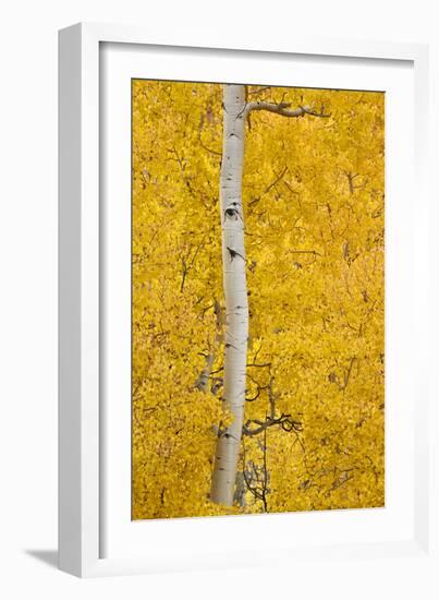 Yellow Aspen in the Fall, Uncompahgre National Forest, Colorado, Usa-James Hager-Framed Photographic Print