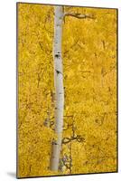 Yellow Aspen in the Fall, Uncompahgre National Forest, Colorado, Usa-James Hager-Mounted Photographic Print