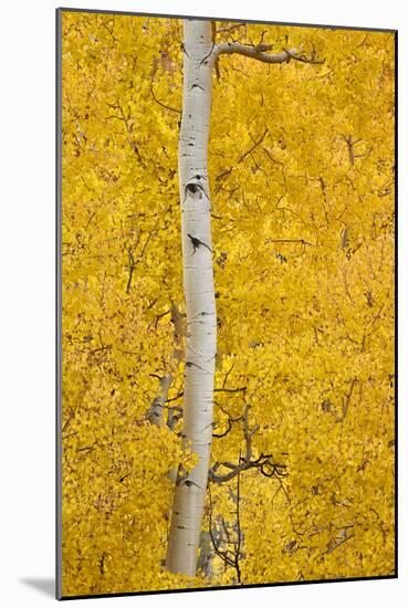 Yellow Aspen in the Fall, Uncompahgre National Forest, Colorado, Usa-James Hager-Mounted Photographic Print