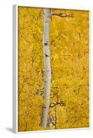 Yellow Aspen in the Fall, Uncompahgre National Forest, Colorado, Usa-James Hager-Framed Photographic Print