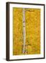 Yellow Aspen in the Fall, Uncompahgre National Forest, Colorado, Usa-James Hager-Framed Photographic Print