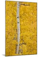 Yellow Aspen in the Fall, Uncompahgre National Forest, Colorado, Usa-James Hager-Mounted Photographic Print