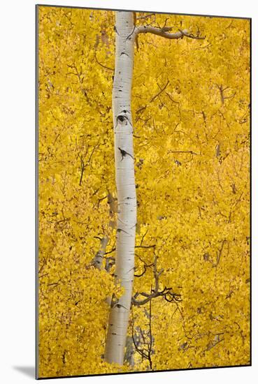 Yellow Aspen in the Fall, Uncompahgre National Forest, Colorado, Usa-James Hager-Mounted Photographic Print
