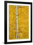 Yellow Aspen in the Fall, Uncompahgre National Forest, Colorado, Usa-James Hager-Framed Photographic Print