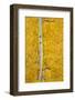 Yellow Aspen in the Fall, Uncompahgre National Forest, Colorado, Usa-James Hager-Framed Premium Photographic Print