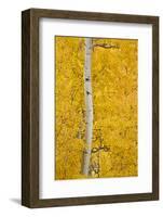 Yellow Aspen in the Fall, Uncompahgre National Forest, Colorado, Usa-James Hager-Framed Photographic Print