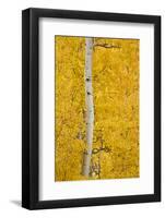 Yellow Aspen in the Fall, Uncompahgre National Forest, Colorado, Usa-James Hager-Framed Photographic Print