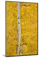 Yellow Aspen in the Fall, Uncompahgre National Forest, Colorado, Usa-James Hager-Mounted Photographic Print