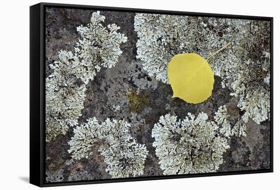 Yellow Aspen Leaf on a Lichen-Covered Rock in the Fall-James Hager-Framed Stretched Canvas