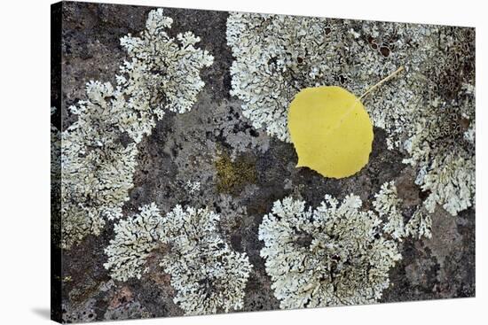 Yellow Aspen Leaf on a Lichen-Covered Rock in the Fall-James Hager-Stretched Canvas