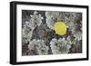 Yellow Aspen Leaf on a Lichen-Covered Rock in the Fall-James Hager-Framed Photographic Print