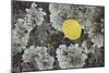 Yellow Aspen Leaf on a Lichen-Covered Rock in the Fall-James Hager-Mounted Photographic Print