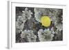 Yellow Aspen Leaf on a Lichen-Covered Rock in the Fall-James Hager-Framed Photographic Print