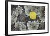 Yellow Aspen Leaf on a Lichen-Covered Rock in the Fall-James Hager-Framed Photographic Print