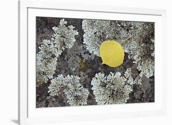 Yellow Aspen Leaf on a Lichen-Covered Rock in the Fall-James Hager-Framed Photographic Print