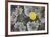 Yellow Aspen Leaf on a Lichen-Covered Rock in the Fall-James Hager-Framed Photographic Print