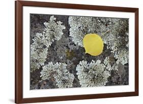 Yellow Aspen Leaf on a Lichen-Covered Rock in the Fall-James Hager-Framed Photographic Print