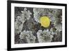 Yellow Aspen Leaf on a Lichen-Covered Rock in the Fall-James Hager-Framed Photographic Print