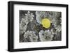 Yellow Aspen Leaf on a Lichen-Covered Rock in the Fall-James Hager-Framed Photographic Print