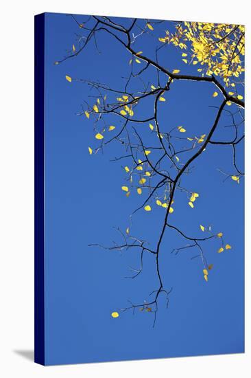 Yellow Aspen Leaves Against a Blue Sky in the Fall, Grand Mesa National Forest, Colorado, Usa-James Hager-Stretched Canvas